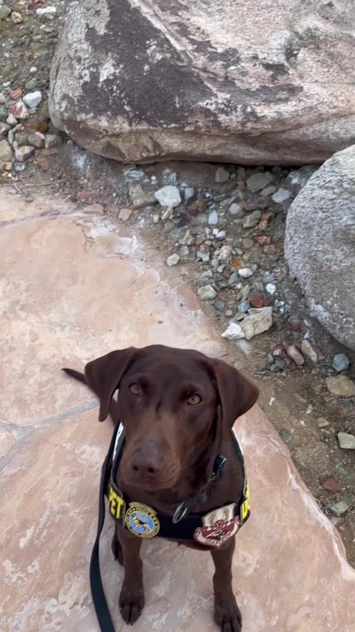 AI K9 dog and daily life clips