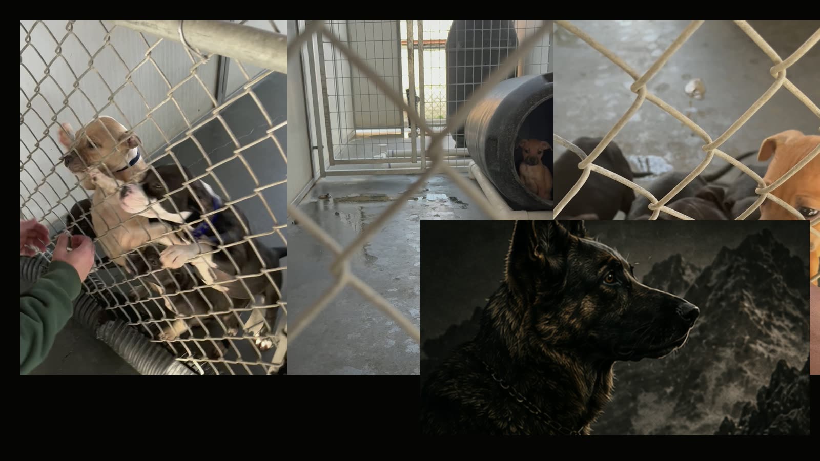 AI K9 handler and dog field collage