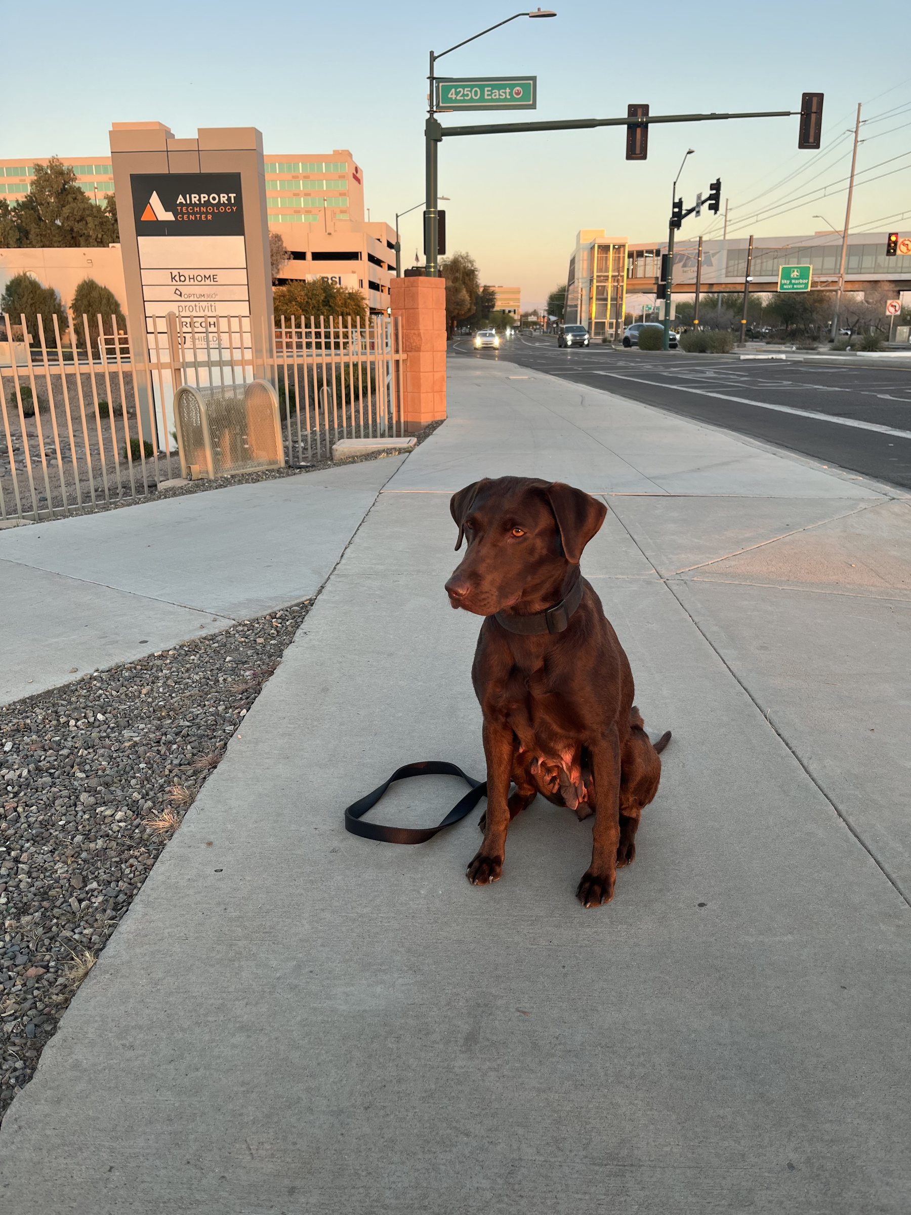 AI K9 dog waiting on a city sidewalk